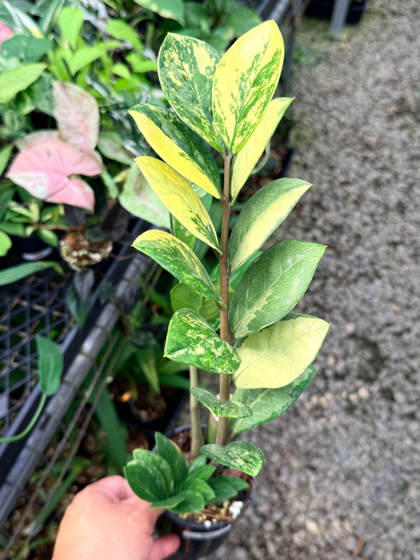Zamioculcas zamiifolia 'Variegata' - NEW PUP M35