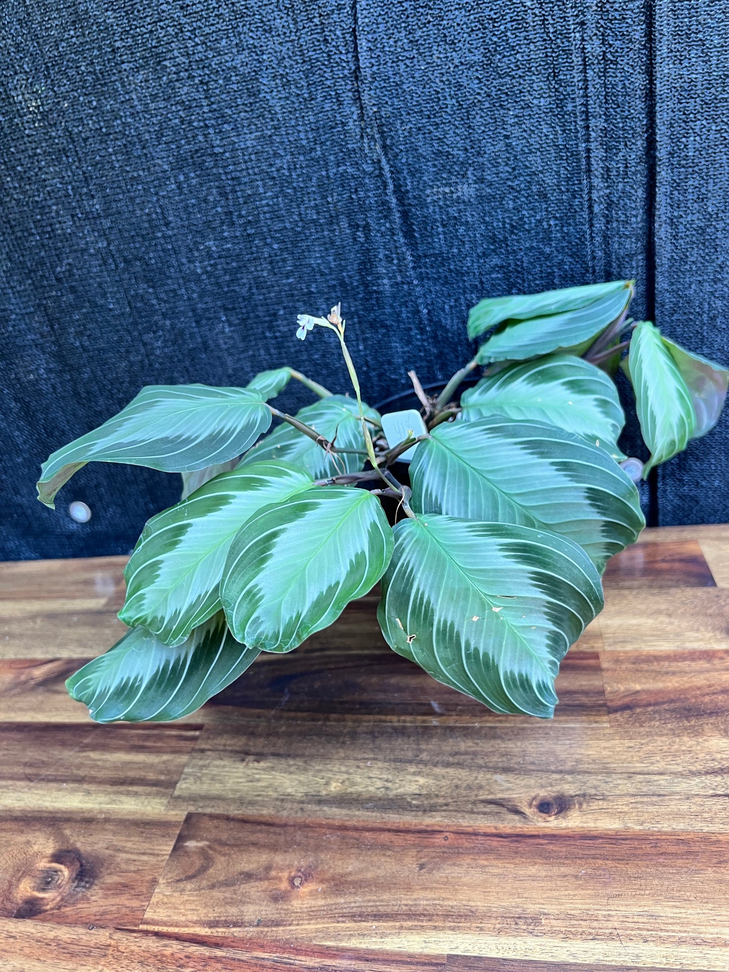 Maranta leuconeura 'Silver Band' Y18