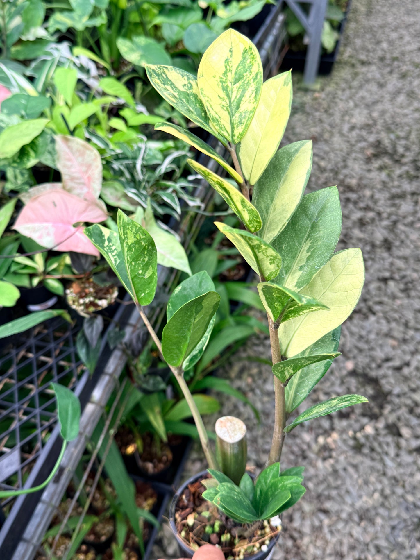 Zamioculcas zamiifolia 'Variegata' - NEW PUP M35