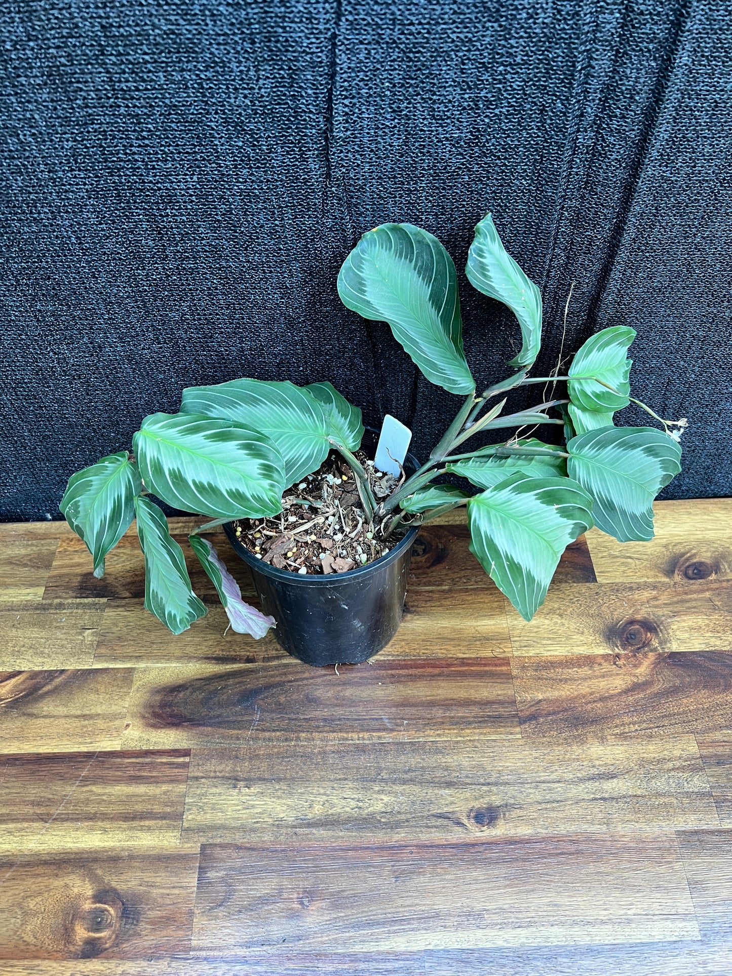 Maranta leuconeura 'Silver Band' Y18