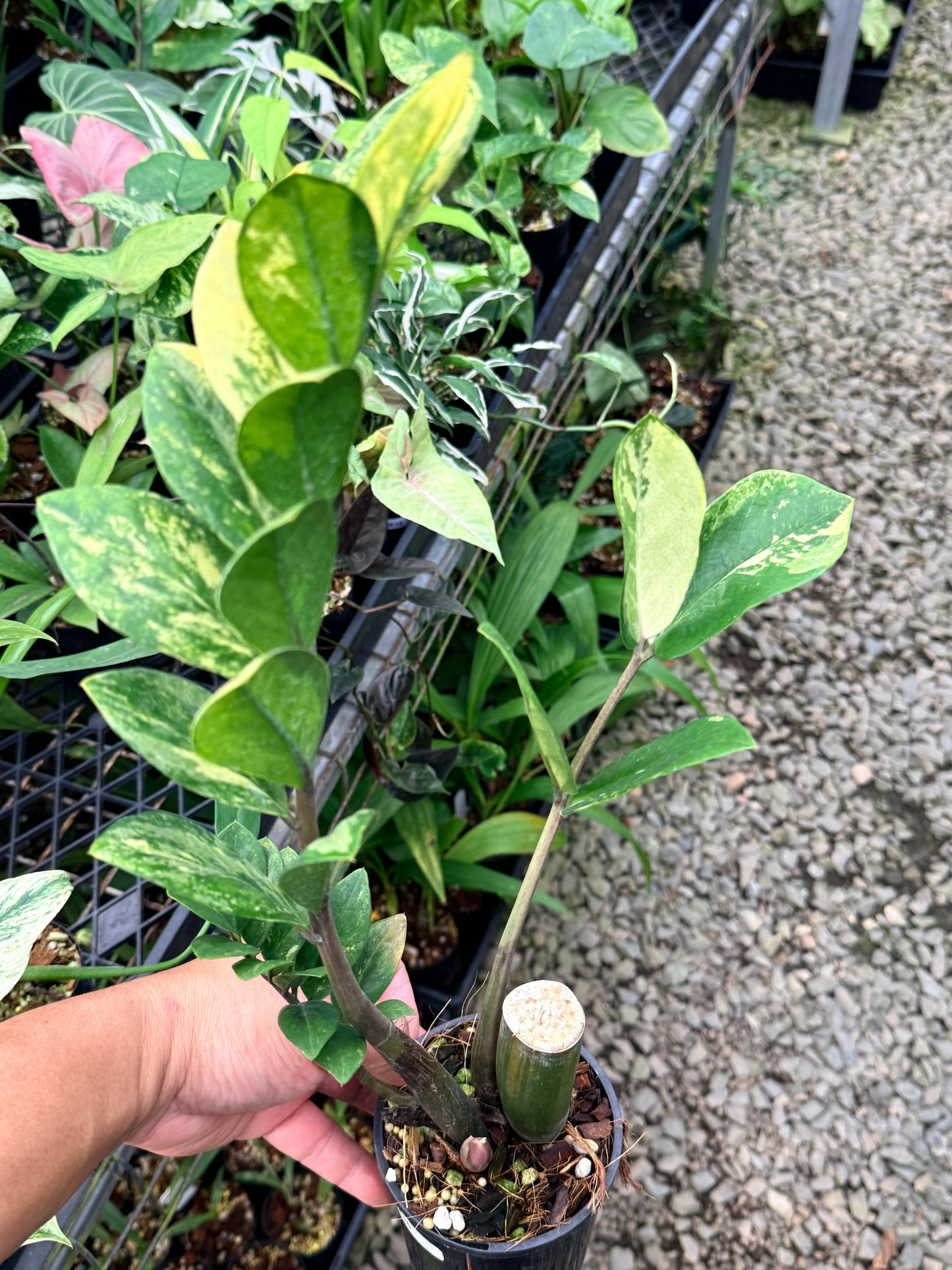 Zamioculcas zamiifolia 'Variegata' - NEW PUP M35