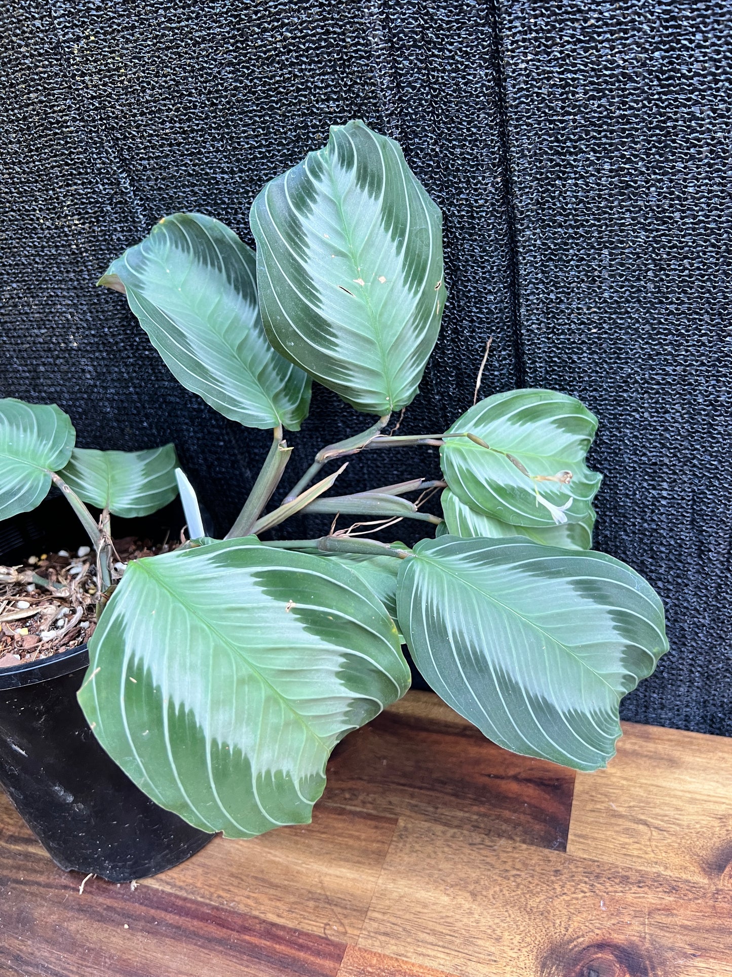 Maranta leuconeura 'Silver Band' Y18