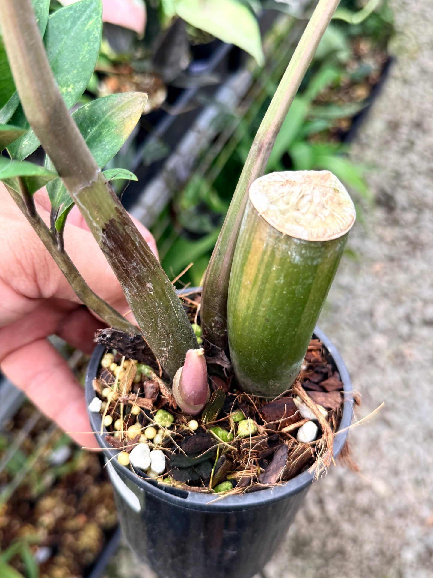 Zamioculcas zamiifolia 'Variegata' - NEW PUP M35