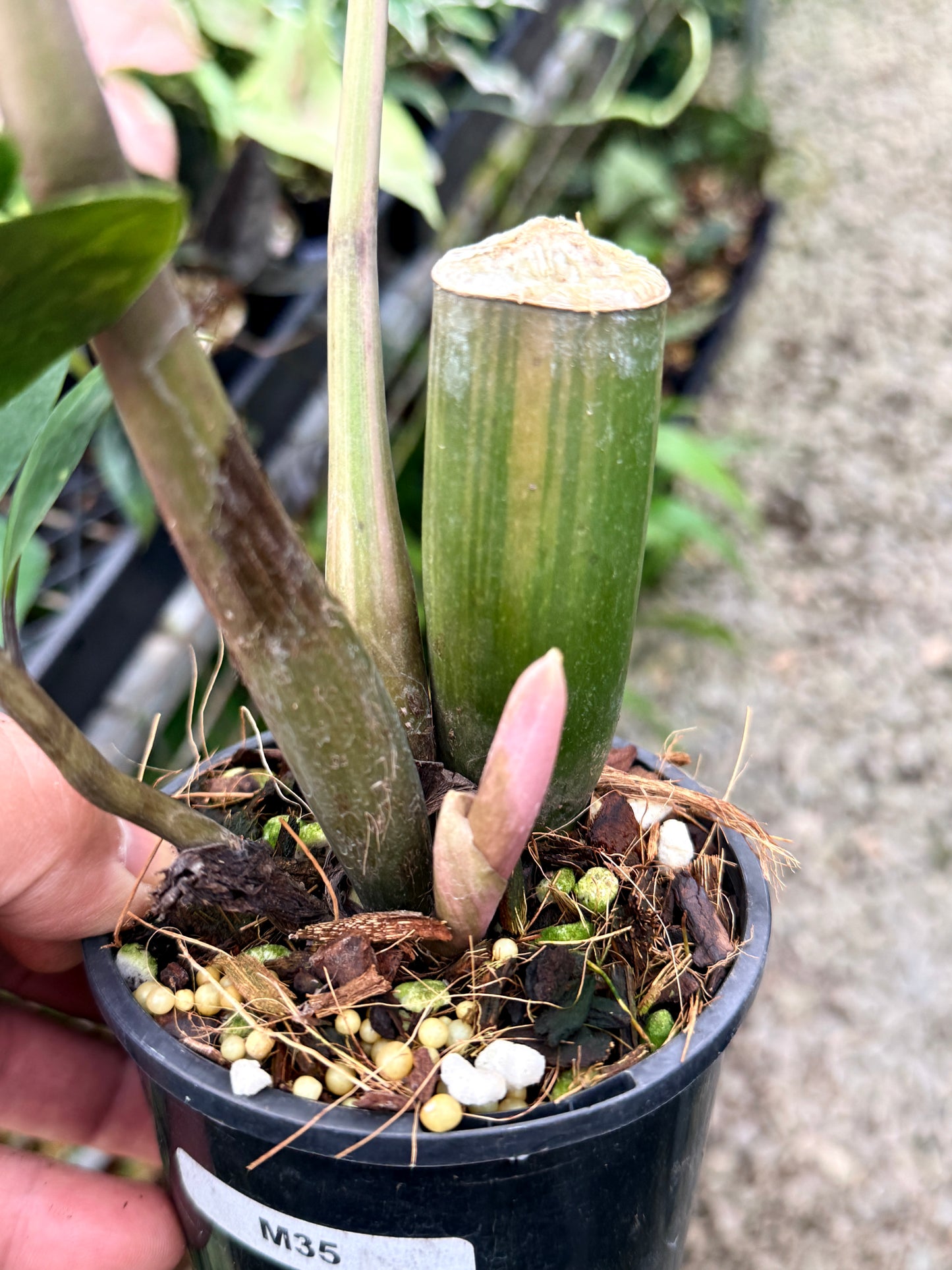 Zamioculcas zamiifolia 'Variegata' - NEW PUP M35