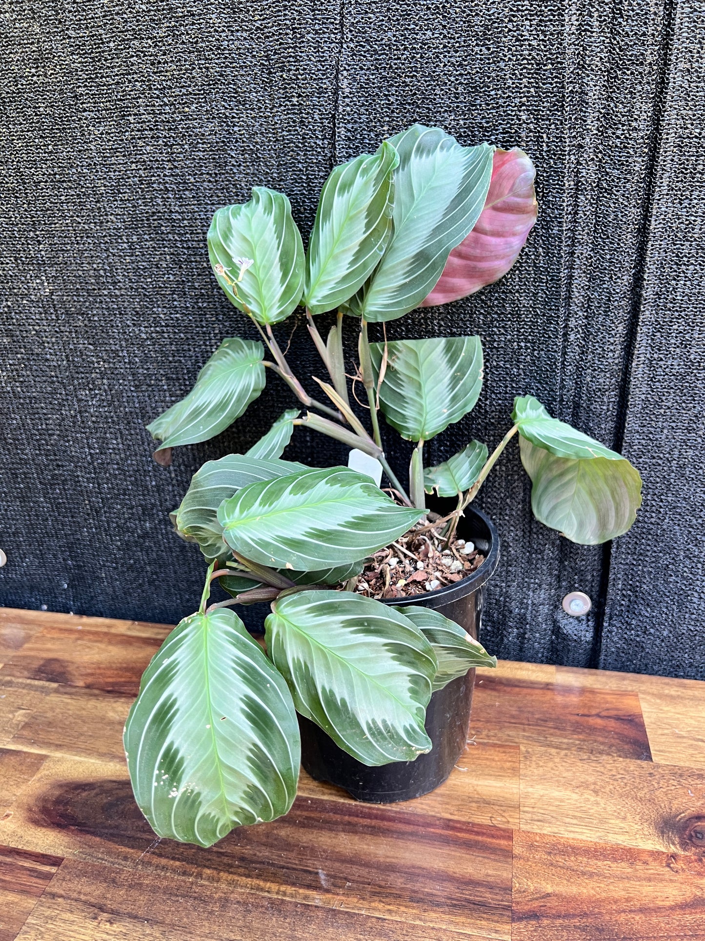 Maranta leuconeura 'Silver Band' Y18