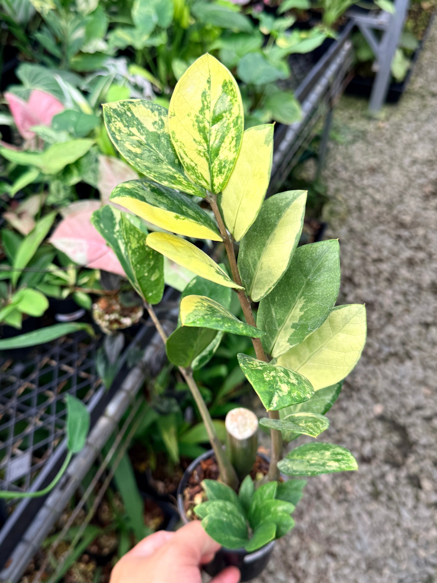 Zamioculcas zamiifolia 'Variegata' - NEW PUP M35