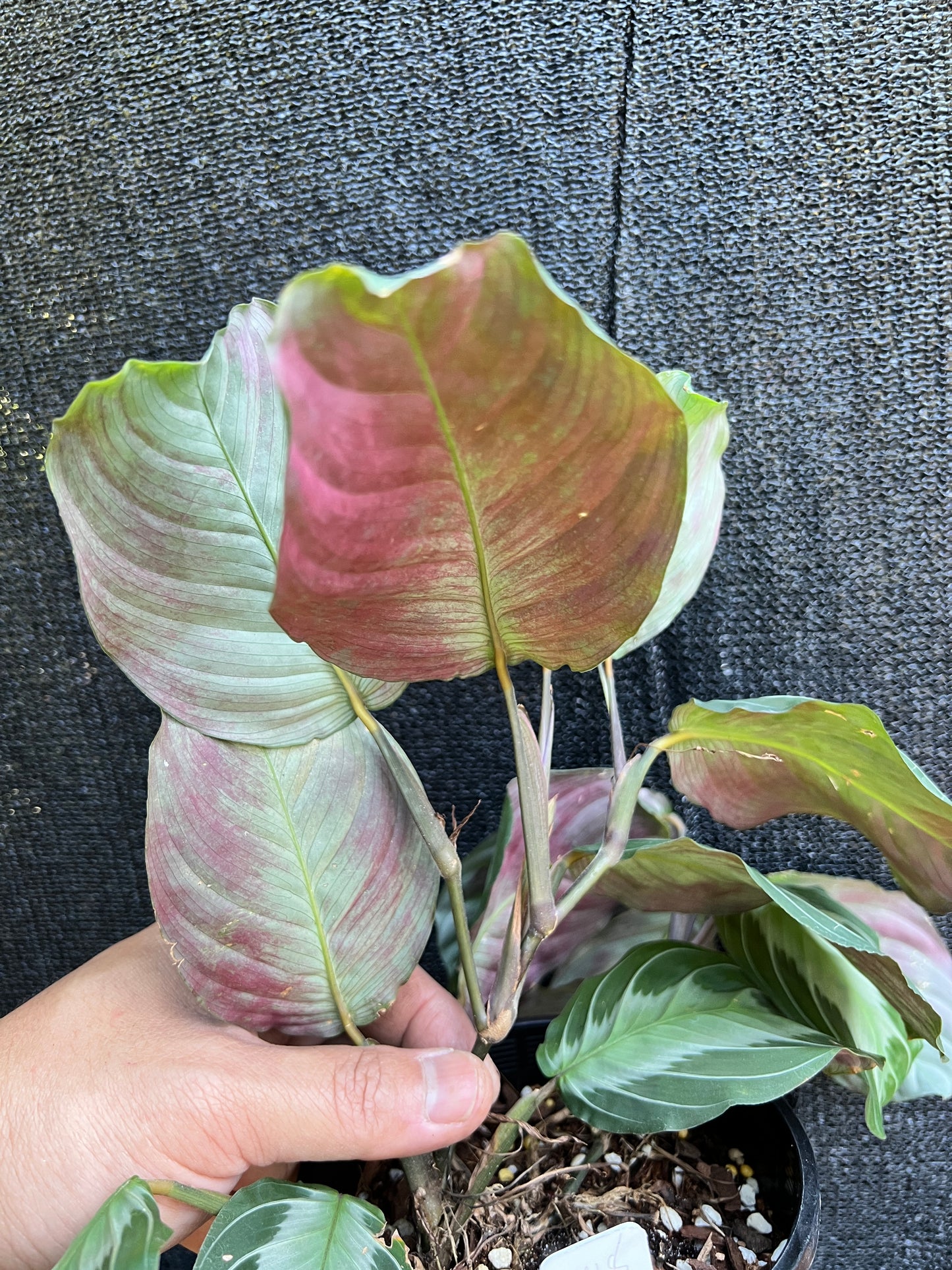 Maranta leuconeura 'Silver Band' Y18