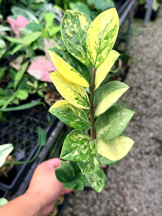 Zamioculcas zamiifolia 'Variegata' - NEW PUP M35