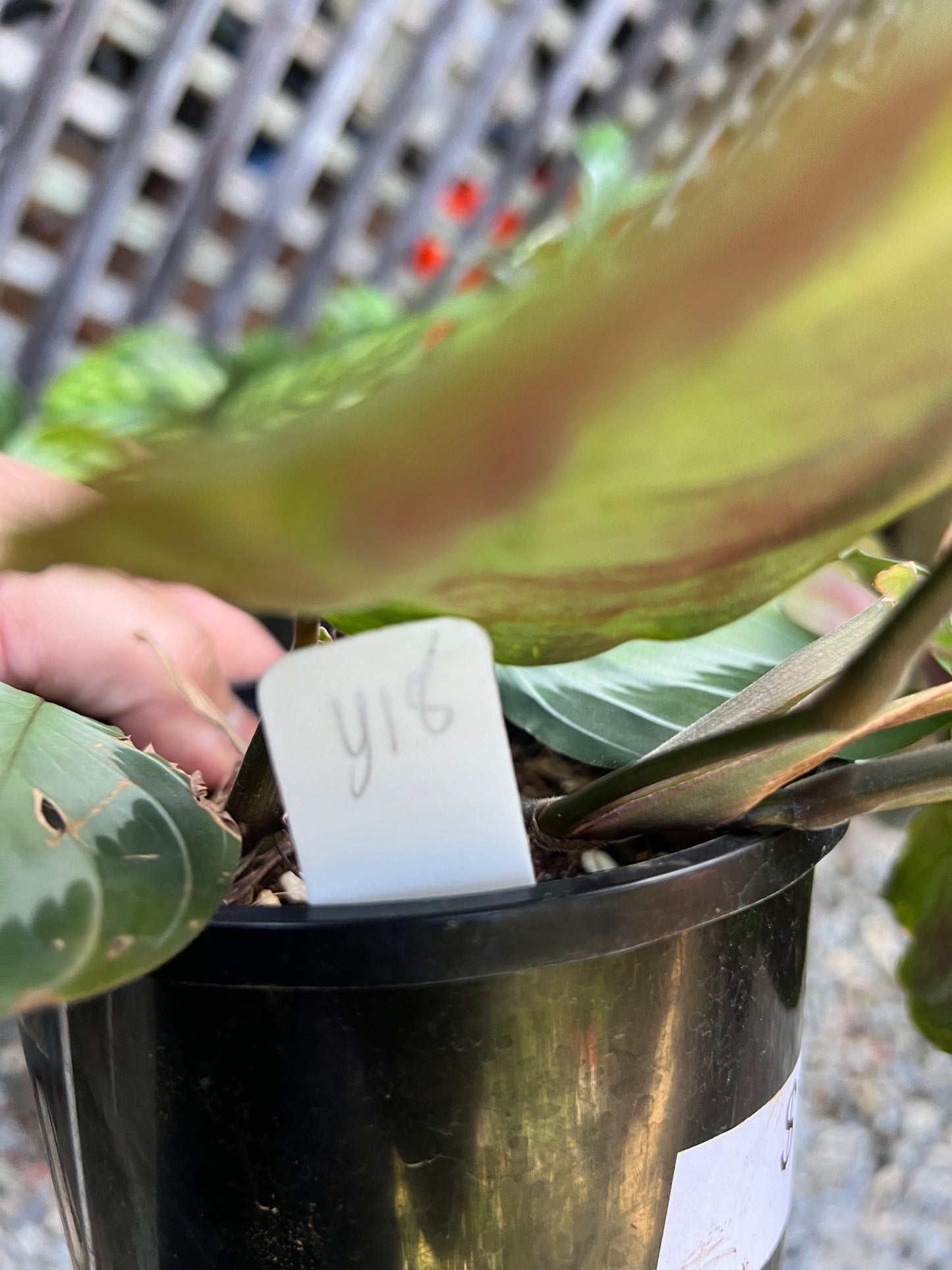 Maranta leuconeura 'Silver Band' Y18