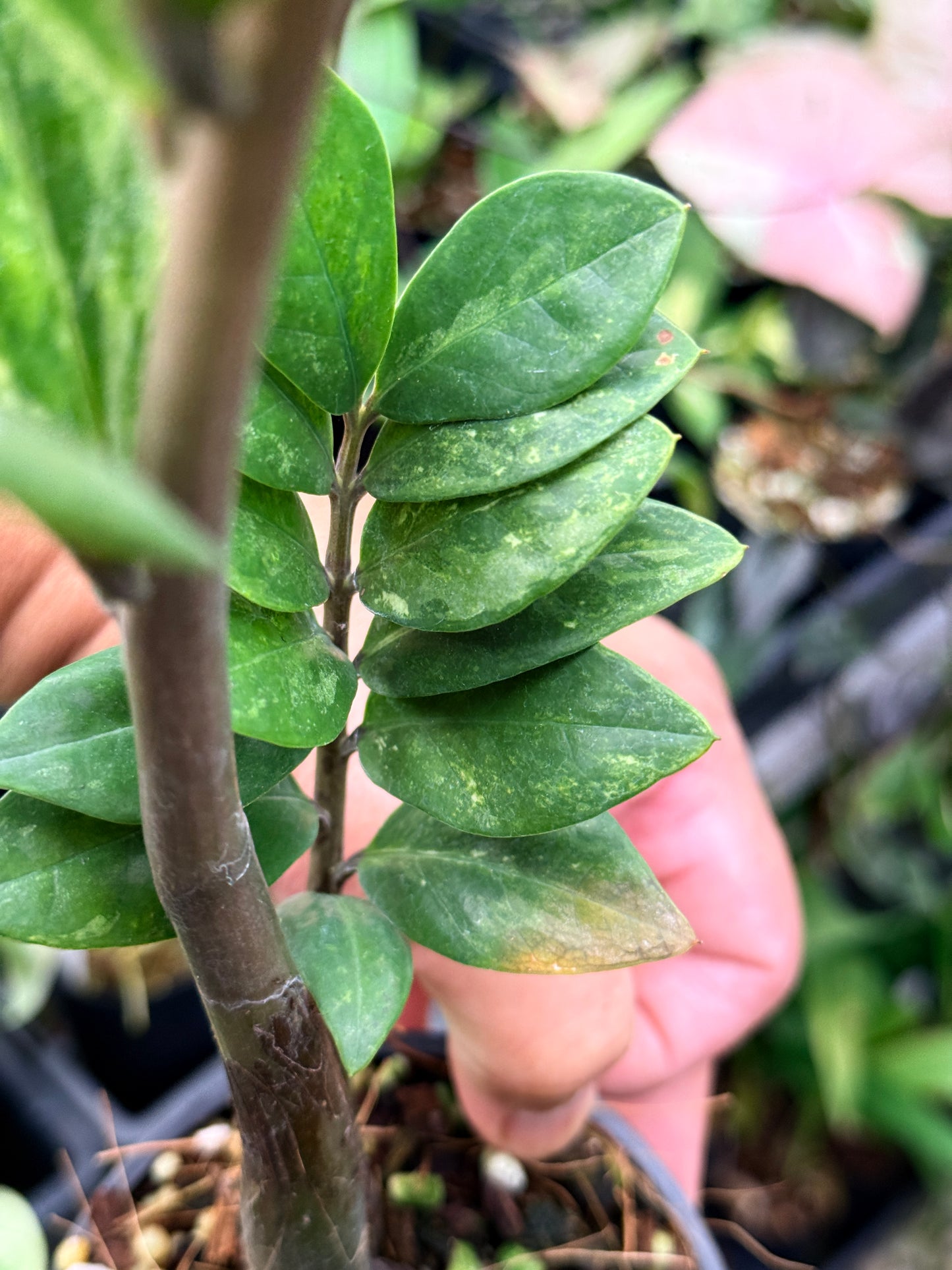 Zamioculcas zamiifolia 'Variegata' - NEW PUP M35