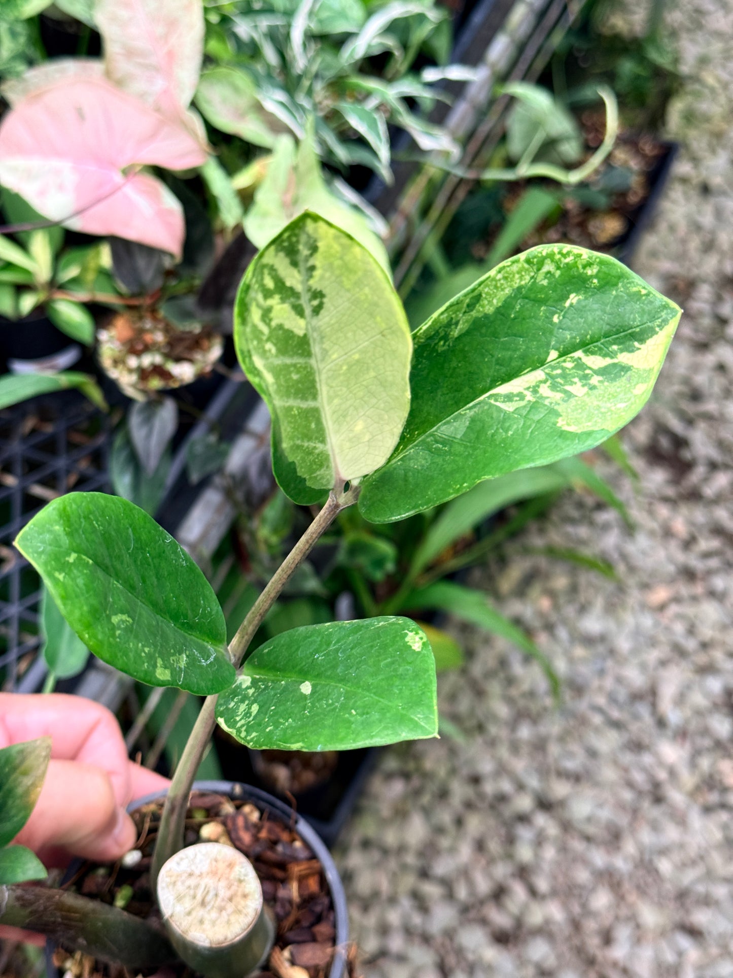 Zamioculcas zamiifolia 'Variegata' - NEW PUP M35