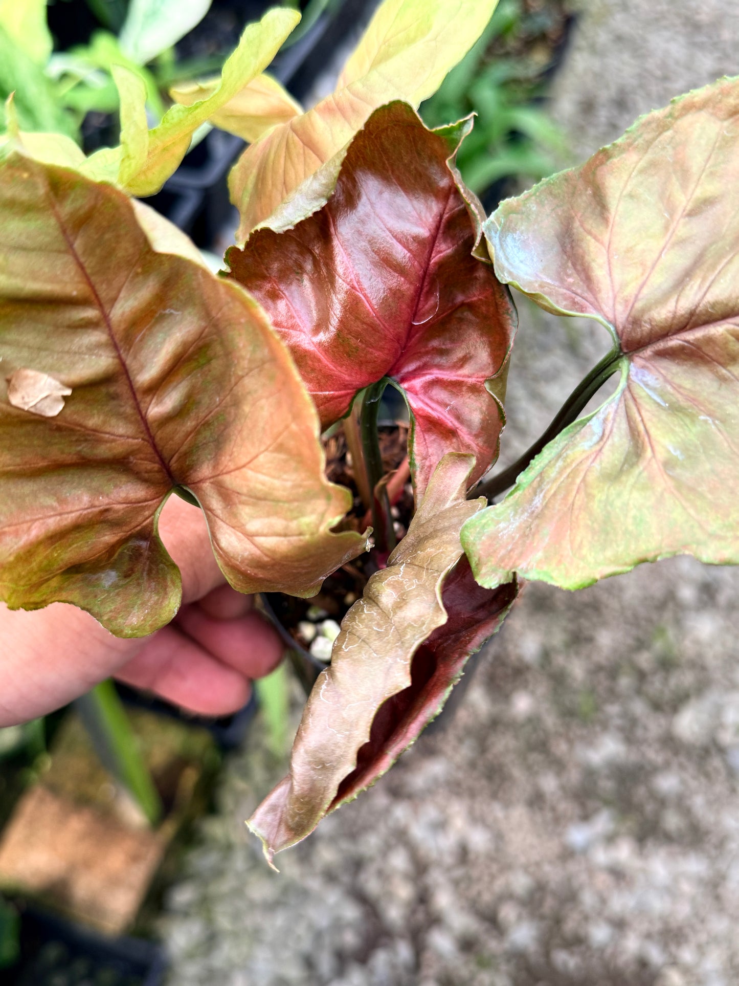 Syngonium 'Strawberry Ice' M65