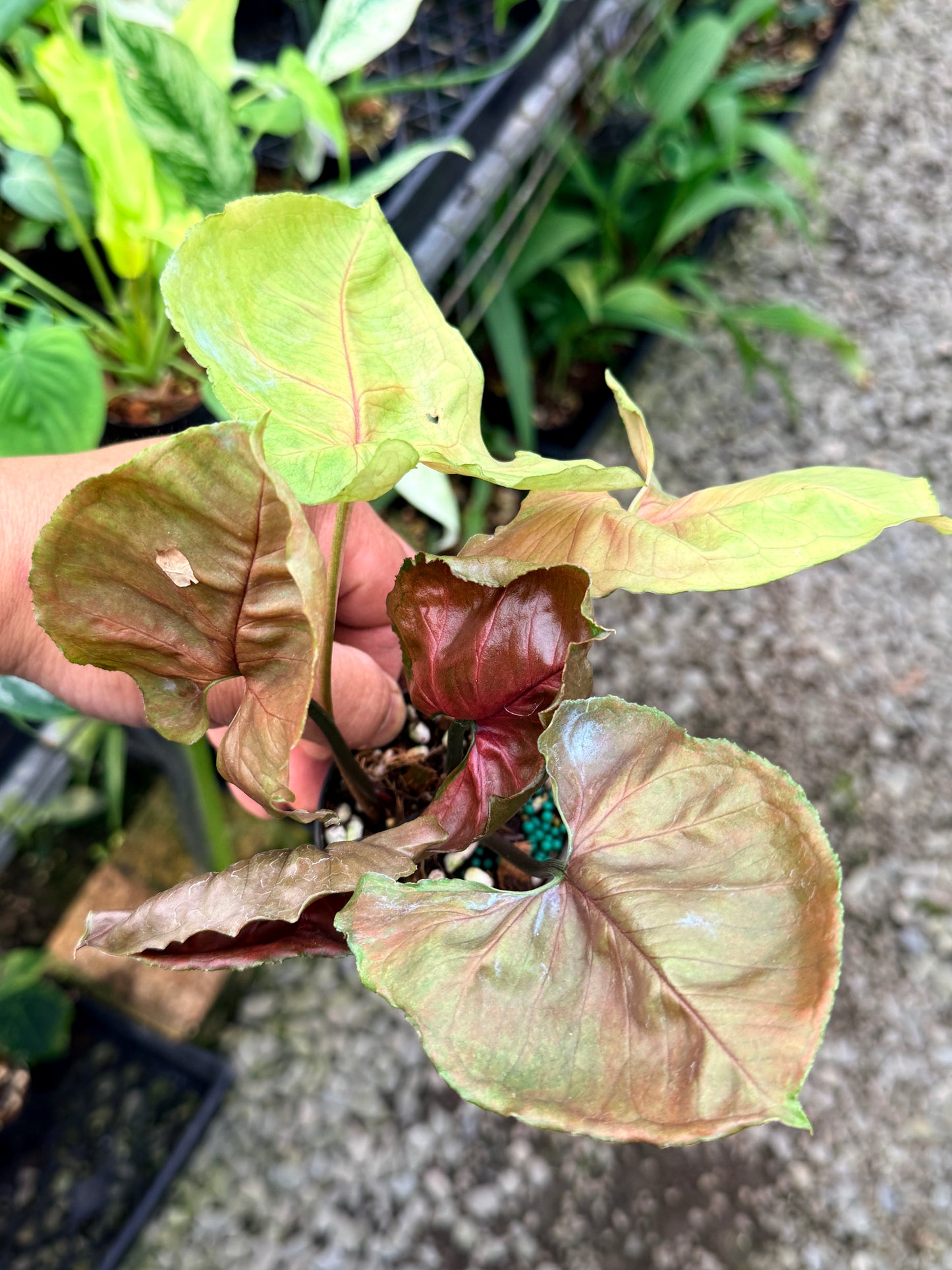 Syngonium 'Strawberry Ice' M65