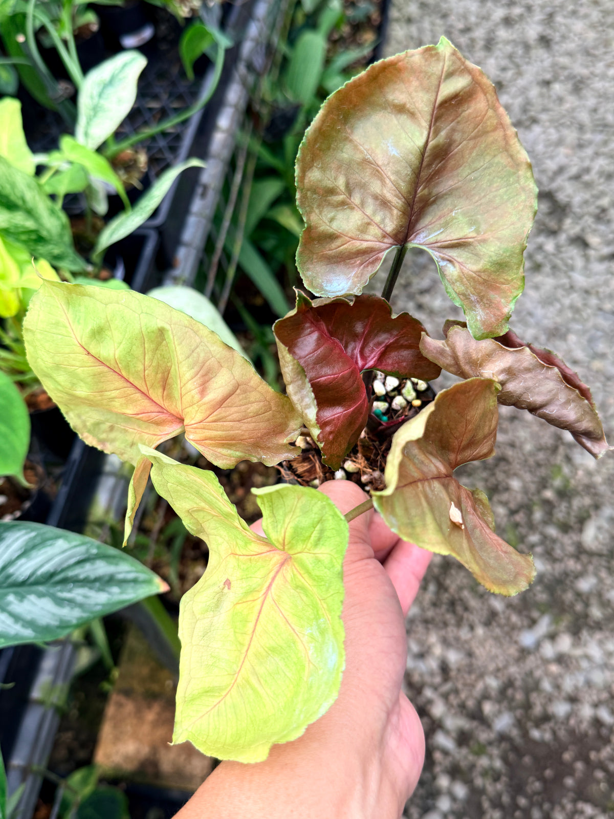 Syngonium 'Strawberry Ice' M65