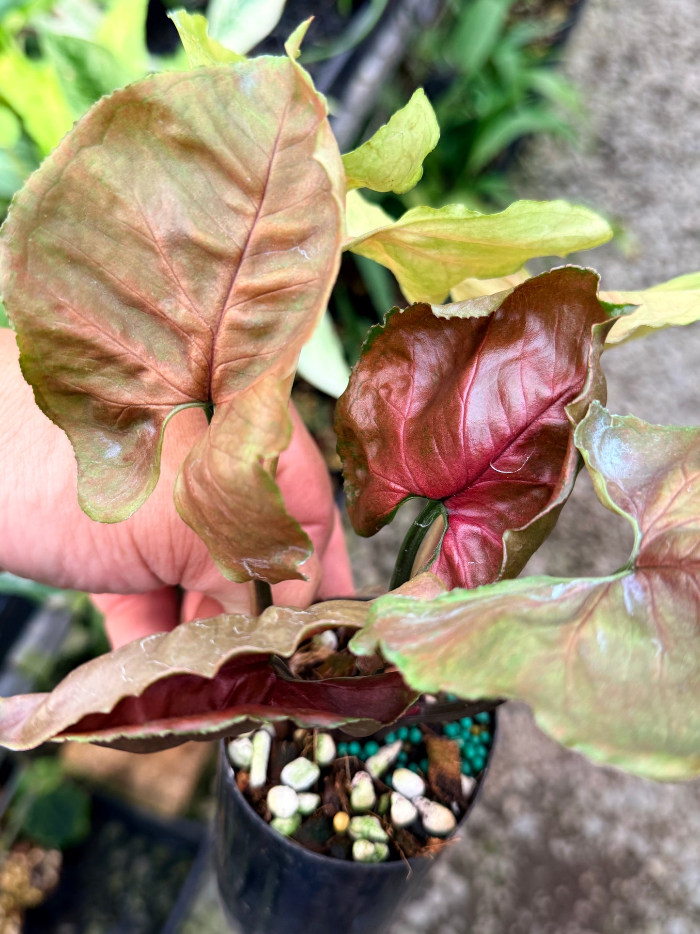 Syngonium 'Strawberry Ice' M65