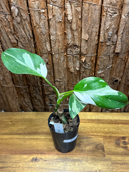 Philodendron White Wizzardn K15