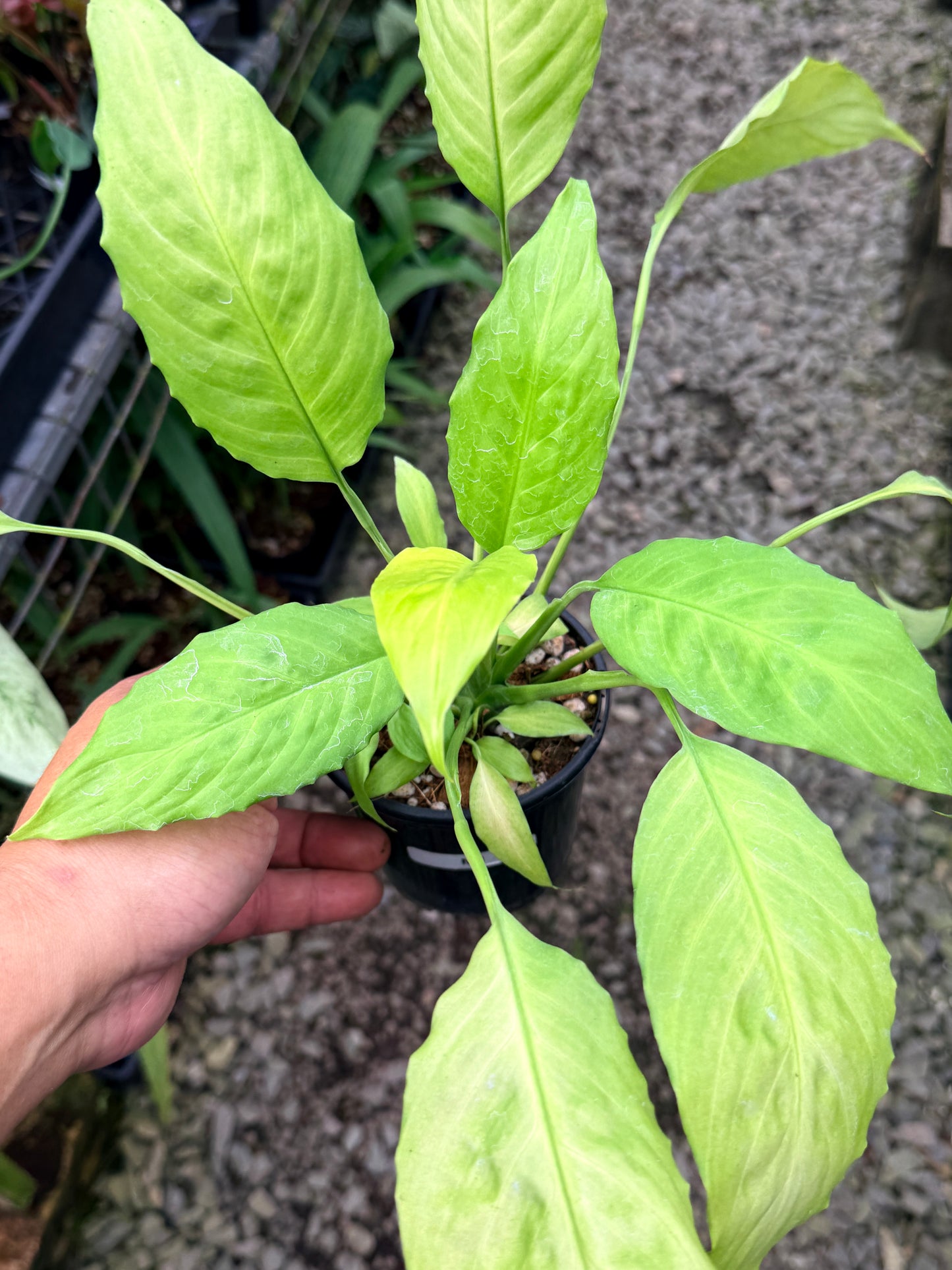 Spathiphyllum 'Neon' M1