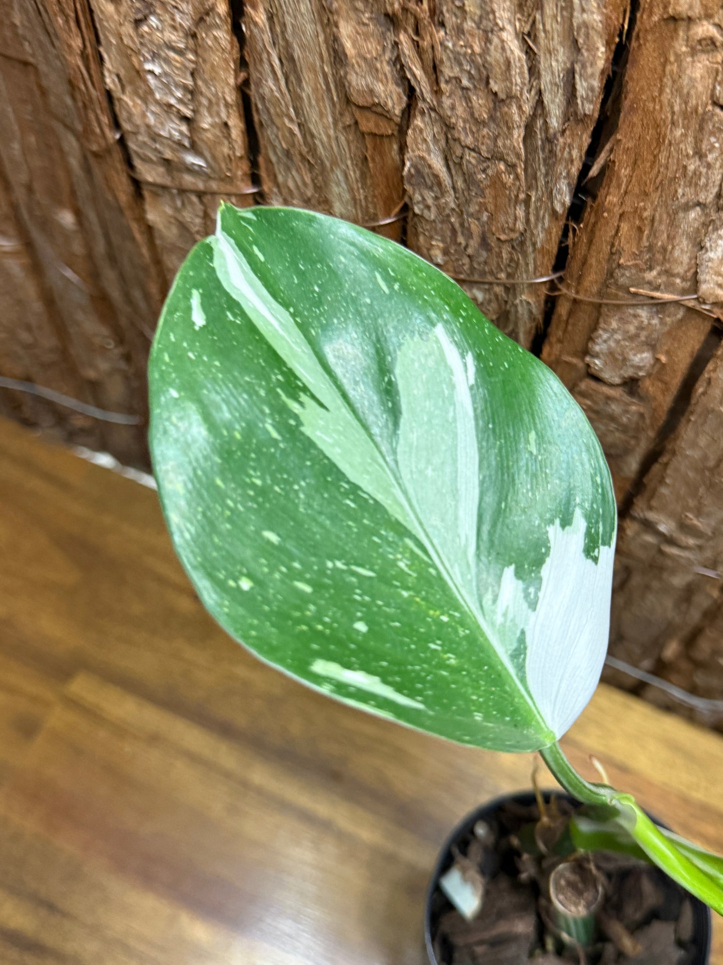 Philodendron White Wizzardn K15