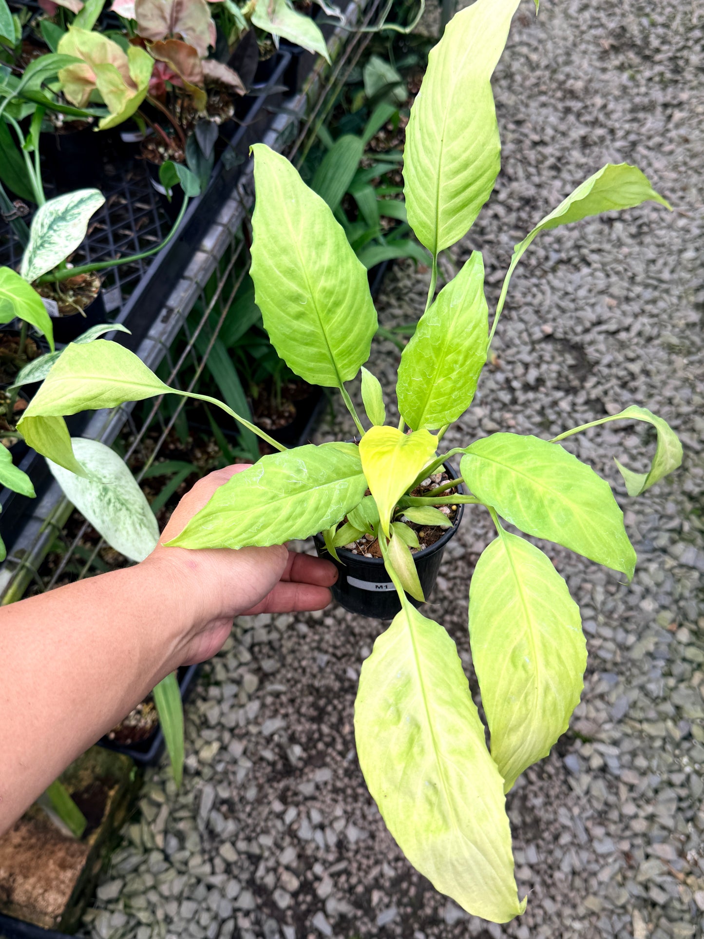 Spathiphyllum 'Neon' M1