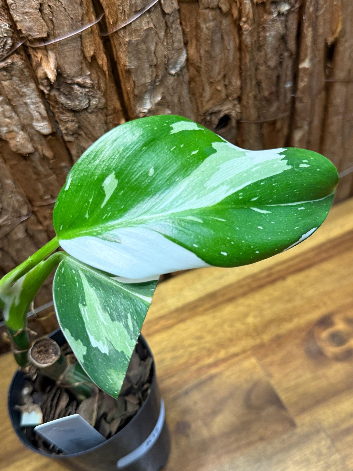 Philodendron White Wizzardn K15