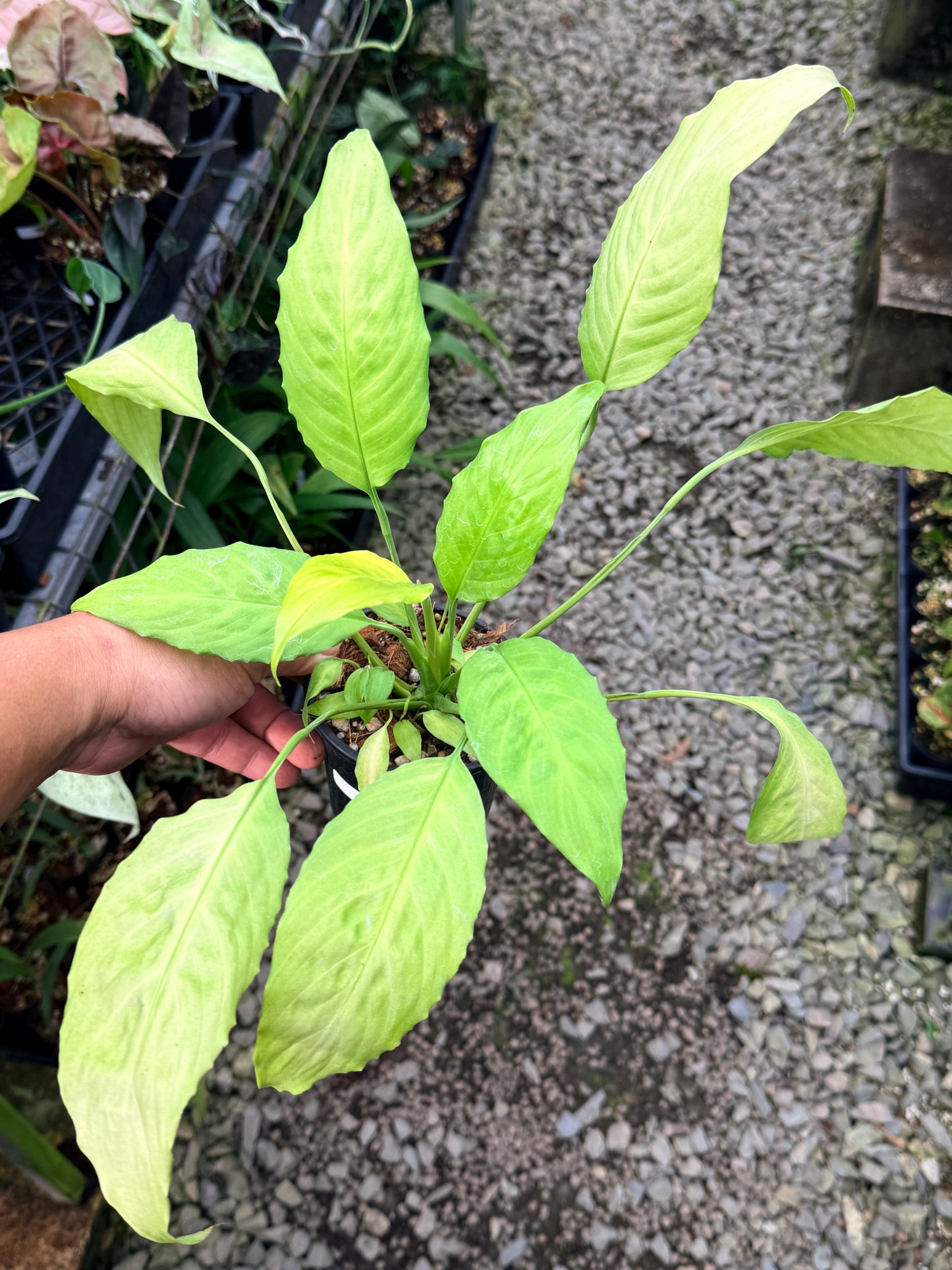 Spathiphyllum 'Neon' M1