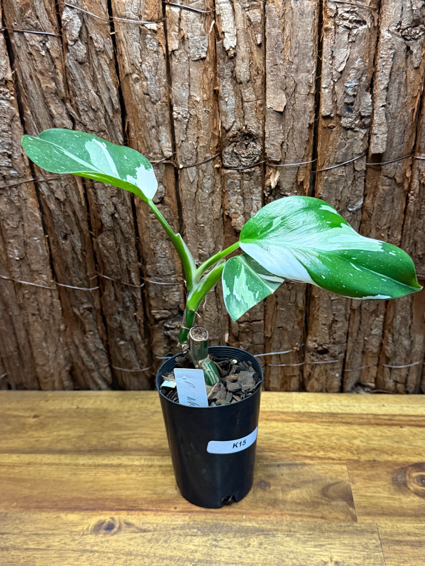 Philodendron White Wizzardn K15