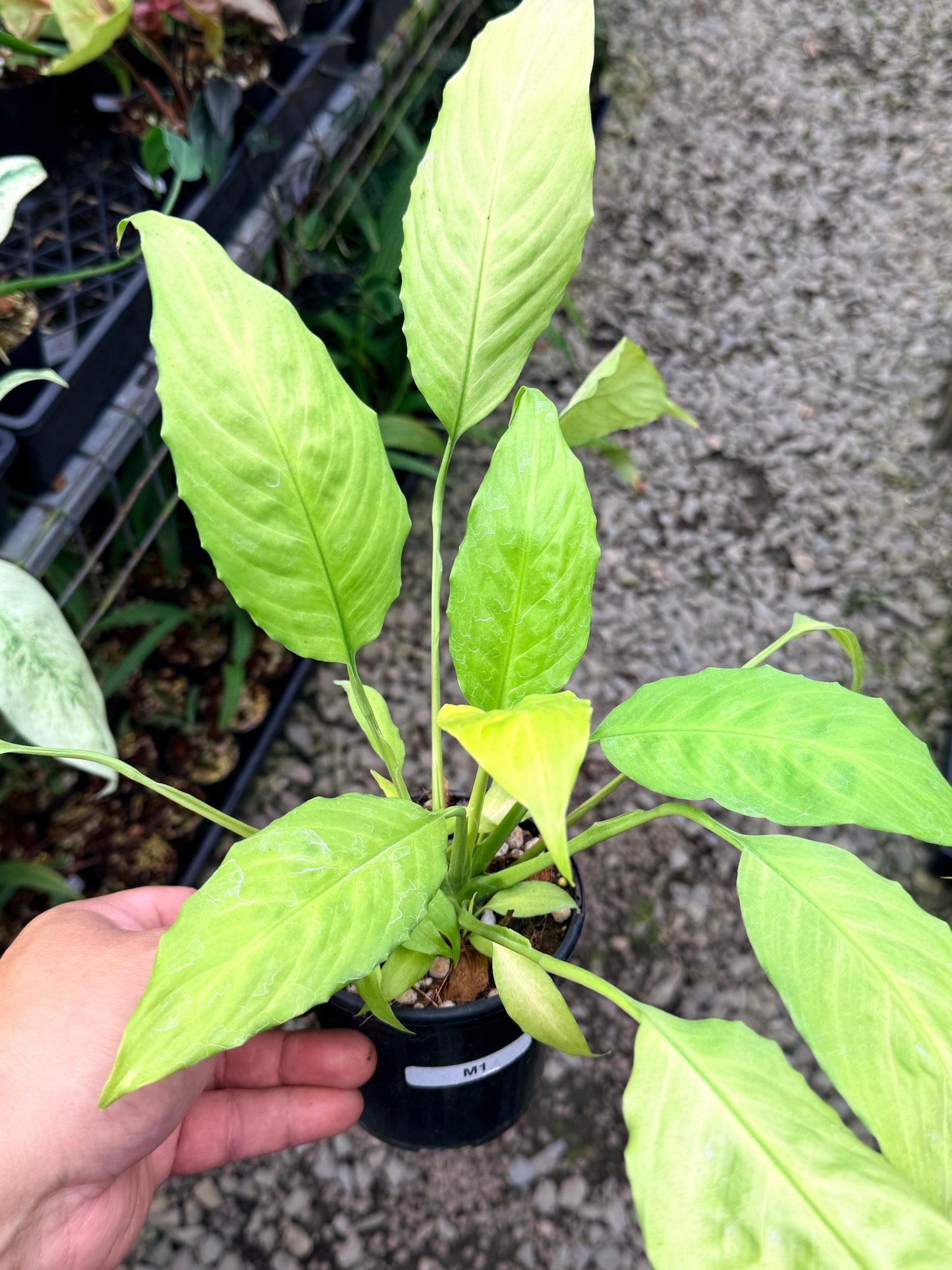 Spathiphyllum 'Neon' M1