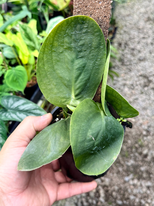 Rhaphidophora 'Korthalsii' K49