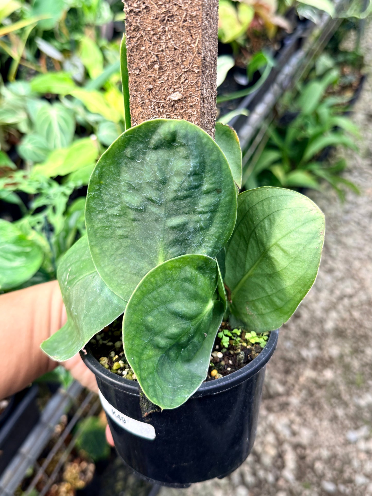 Rhaphidophora 'Korthalsii' K49