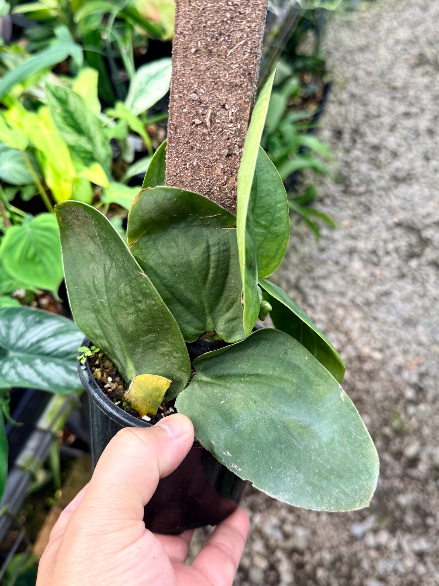 Rhaphidophora 'Korthalsii' K49