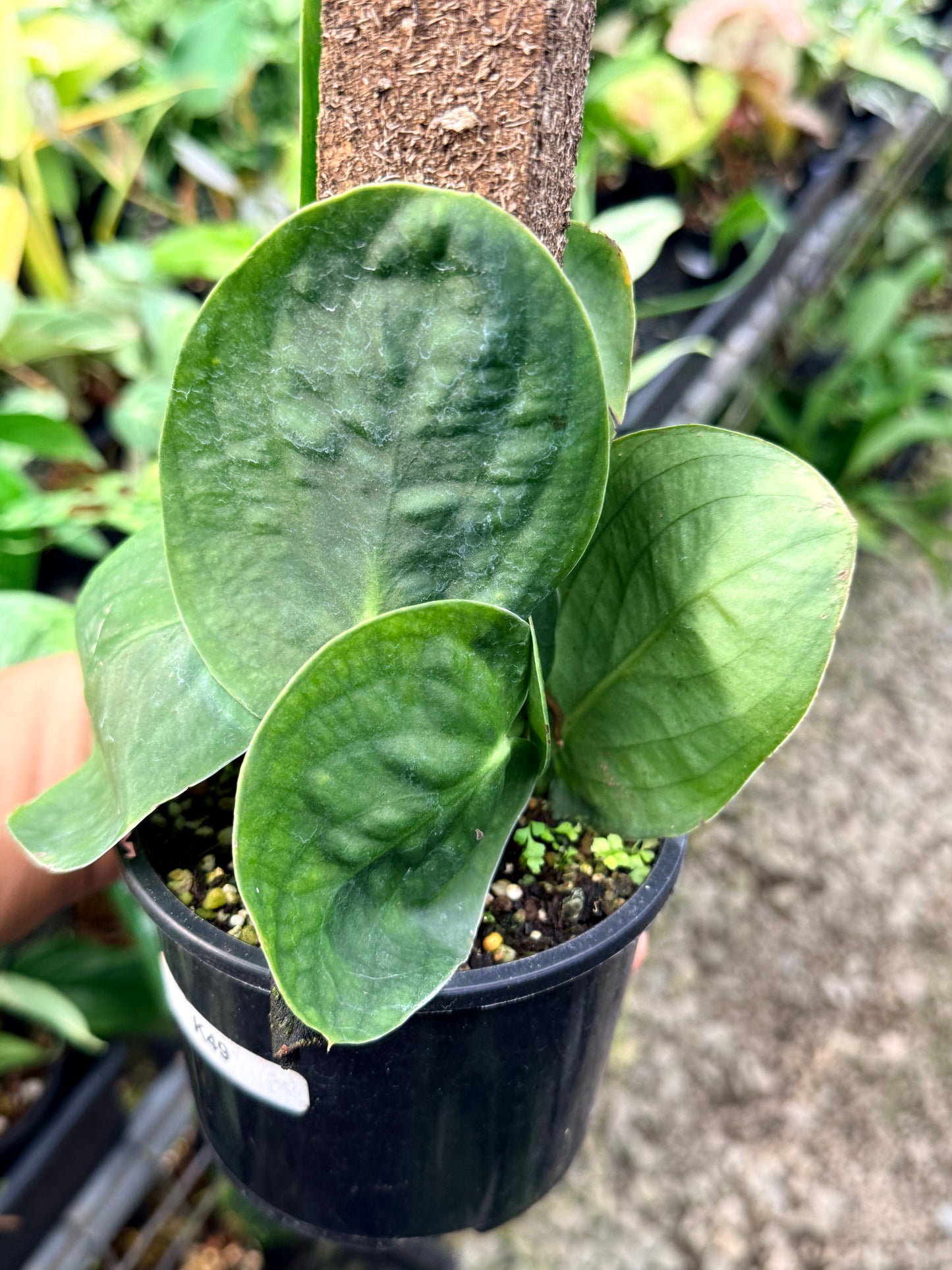 Rhaphidophora 'Korthalsii' K49