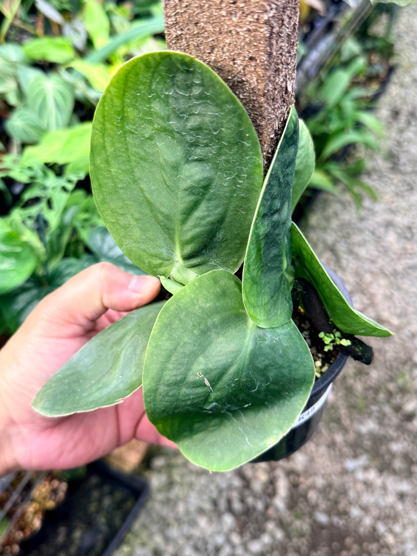 Rhaphidophora 'Korthalsii' K49