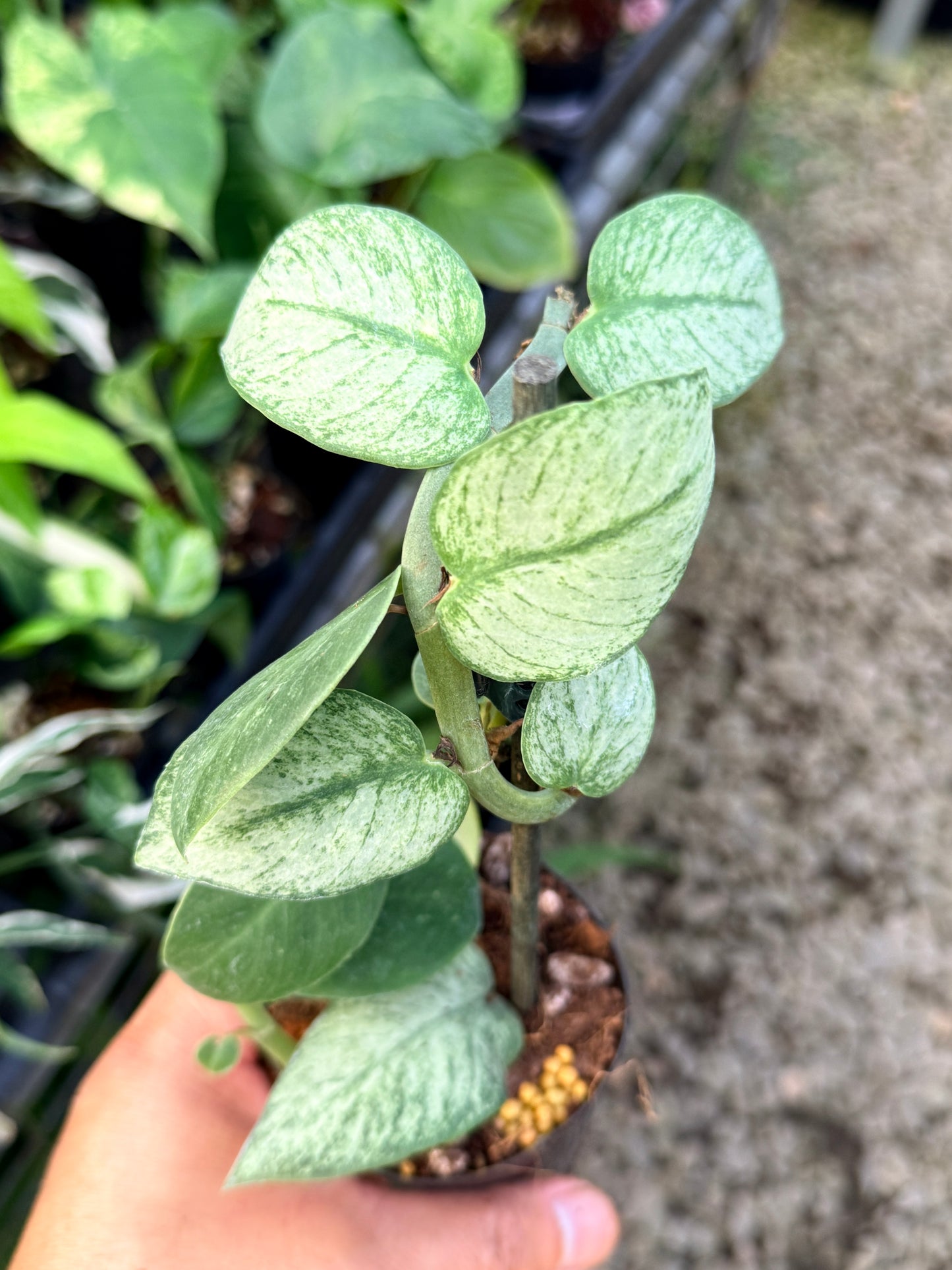 Rhaphidophora hongkongensis 'Mint' G28