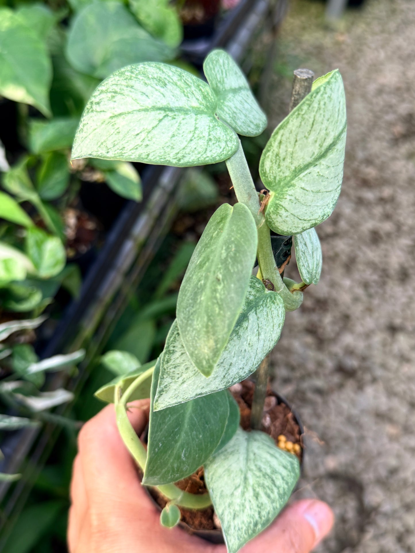 Rhaphidophora hongkongensis 'Mint' G28