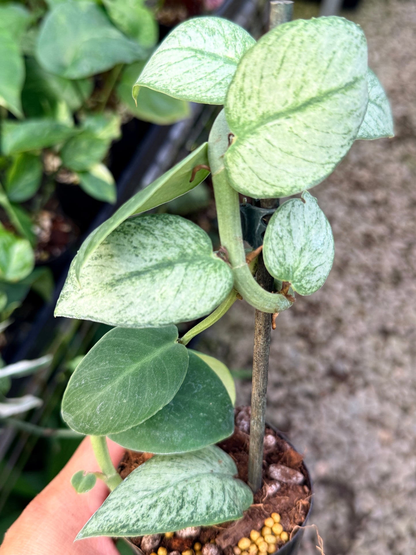 Rhaphidophora hongkongensis 'Mint' G28