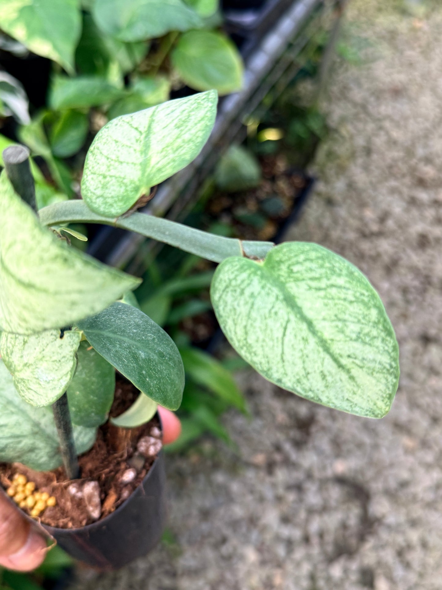Rhaphidophora hongkongensis 'Mint' G28