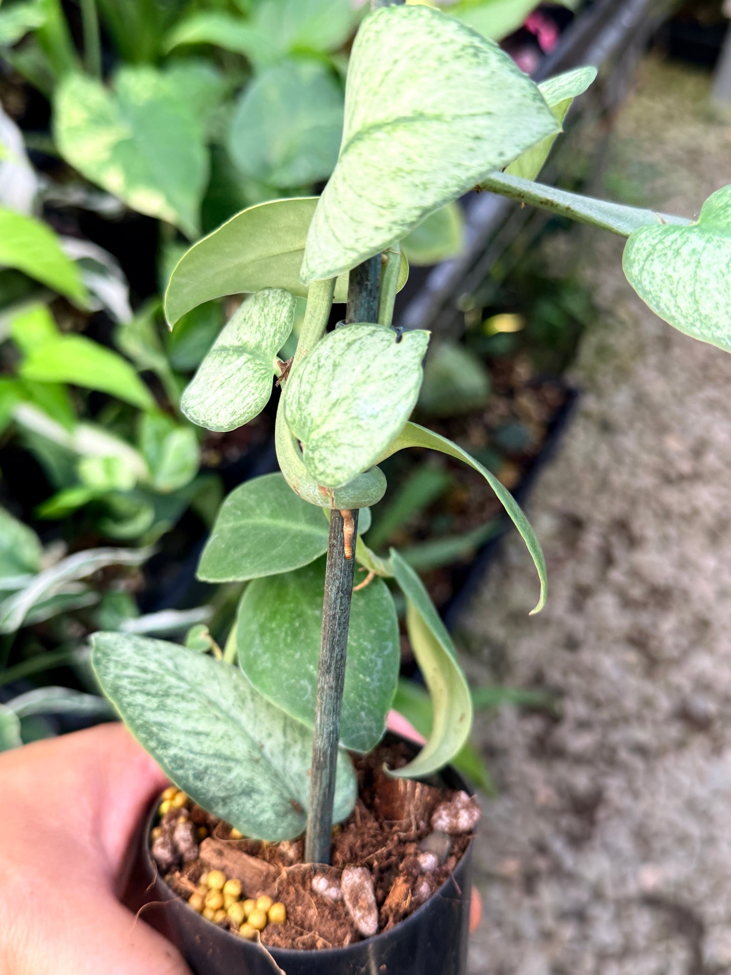 Rhaphidophora hongkongensis 'Mint' G28