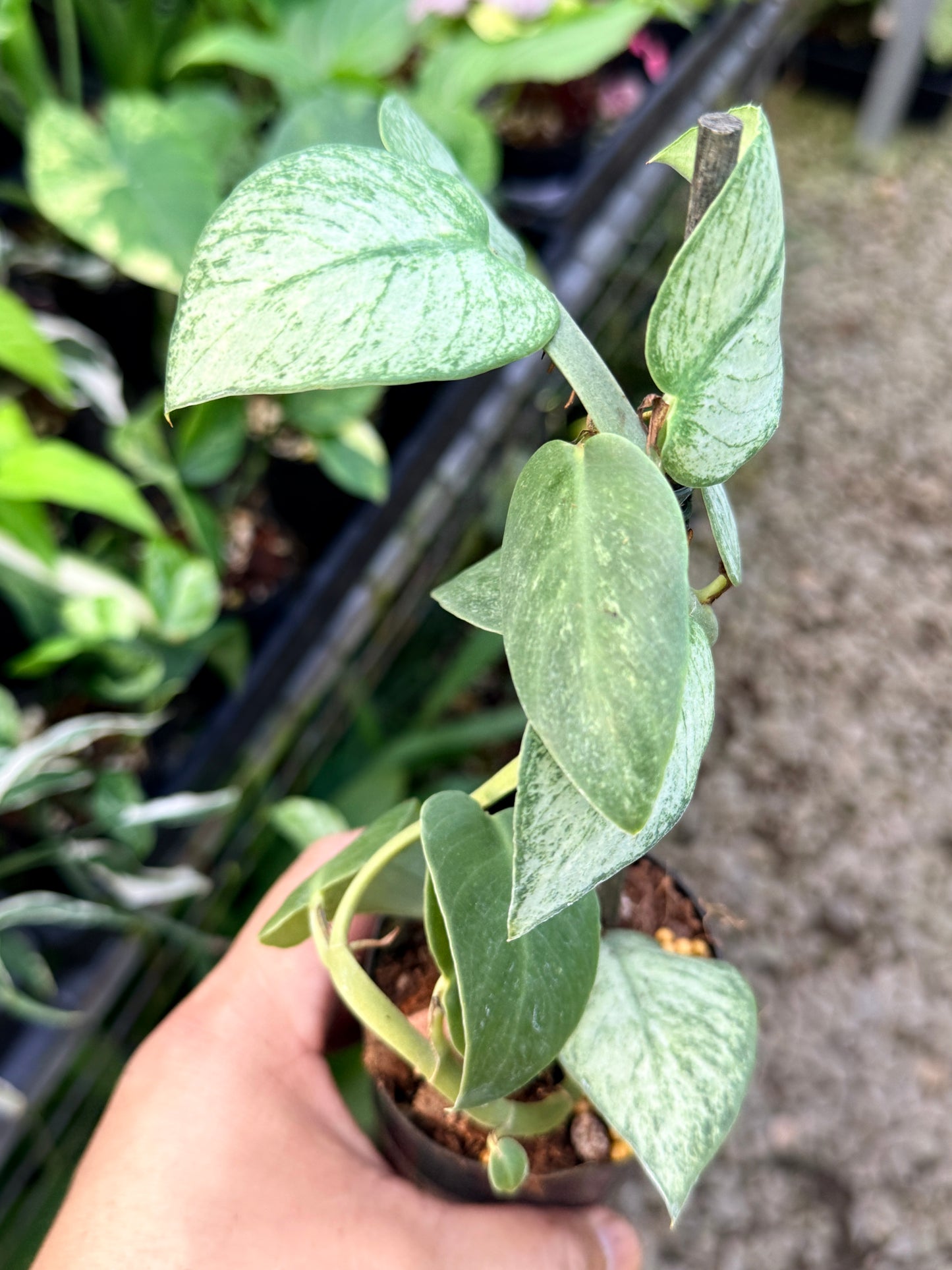Rhaphidophora hongkongensis 'Mint' G28