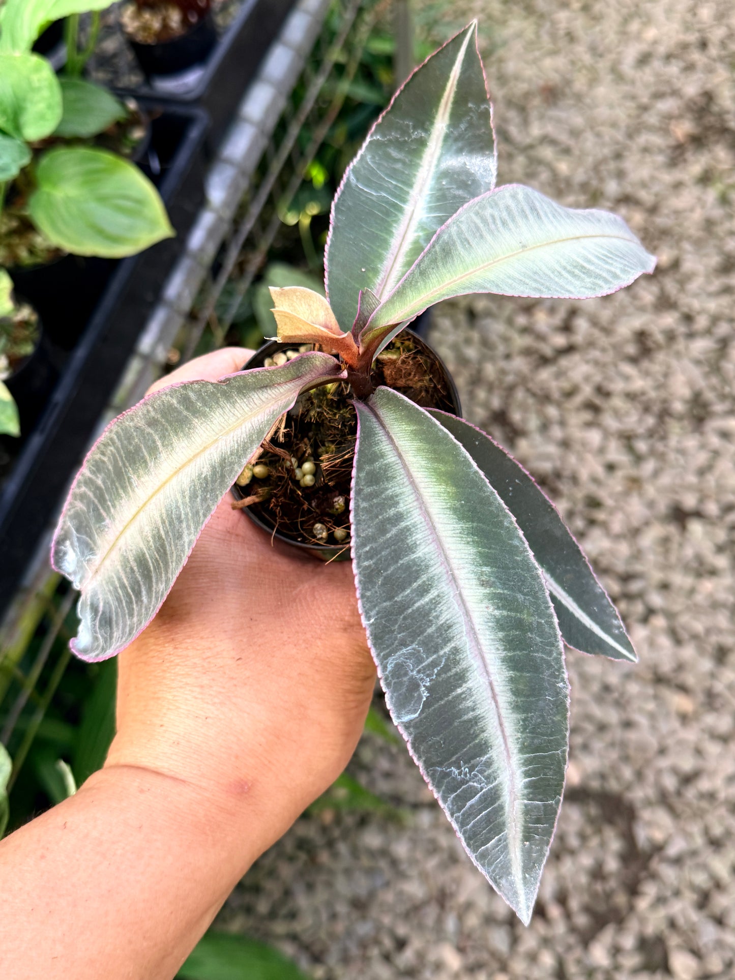 Labisia 'Pumila' G42