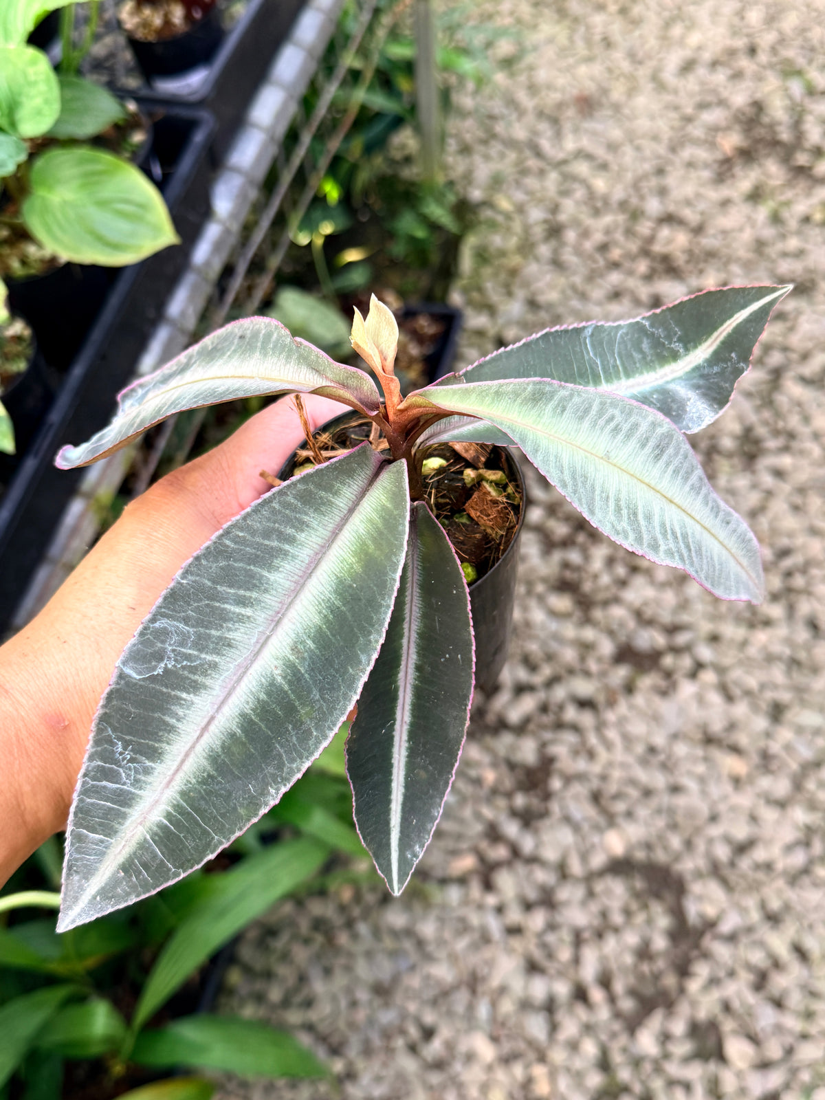 Labisia 'Pumila' G42