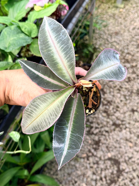 Labisia 'Pumila' G42