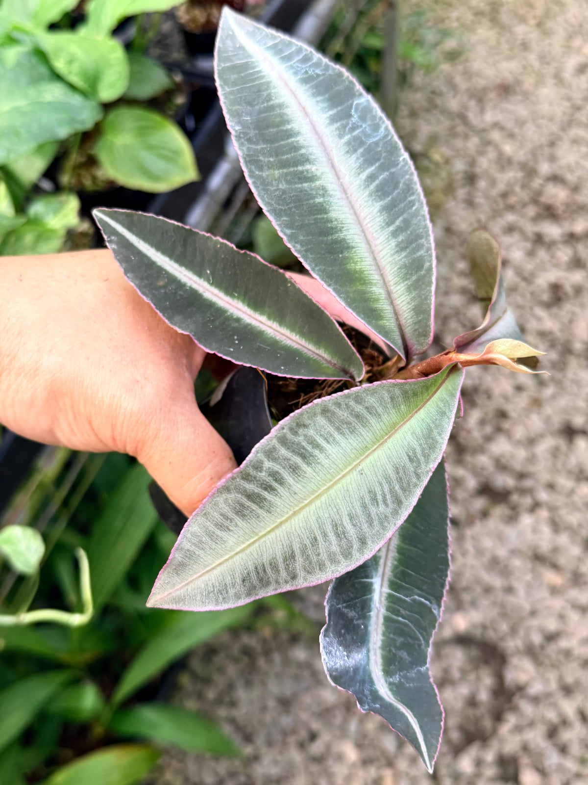 Labisia 'Pumila' G42