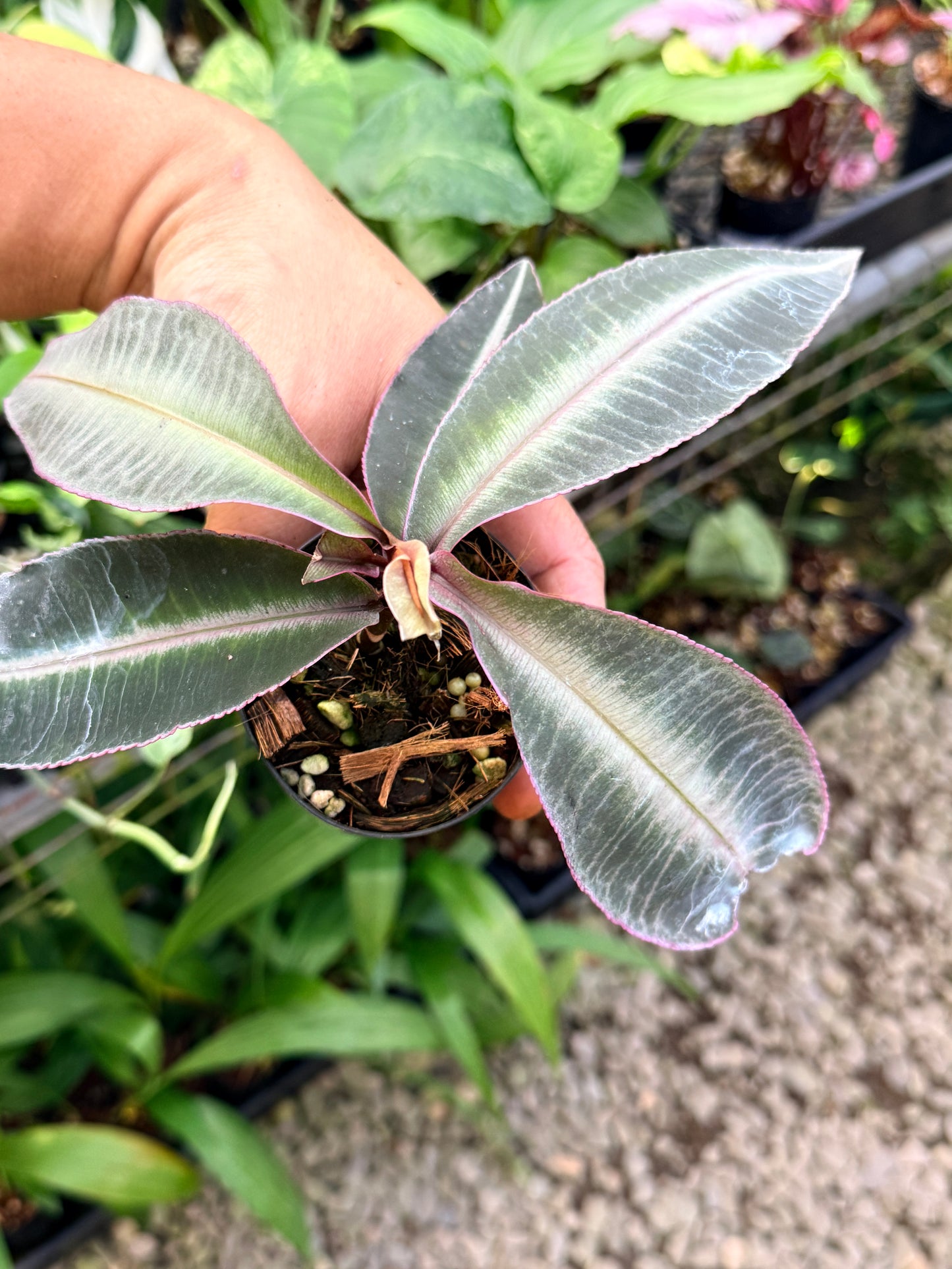 Labisia 'Pumila' G42