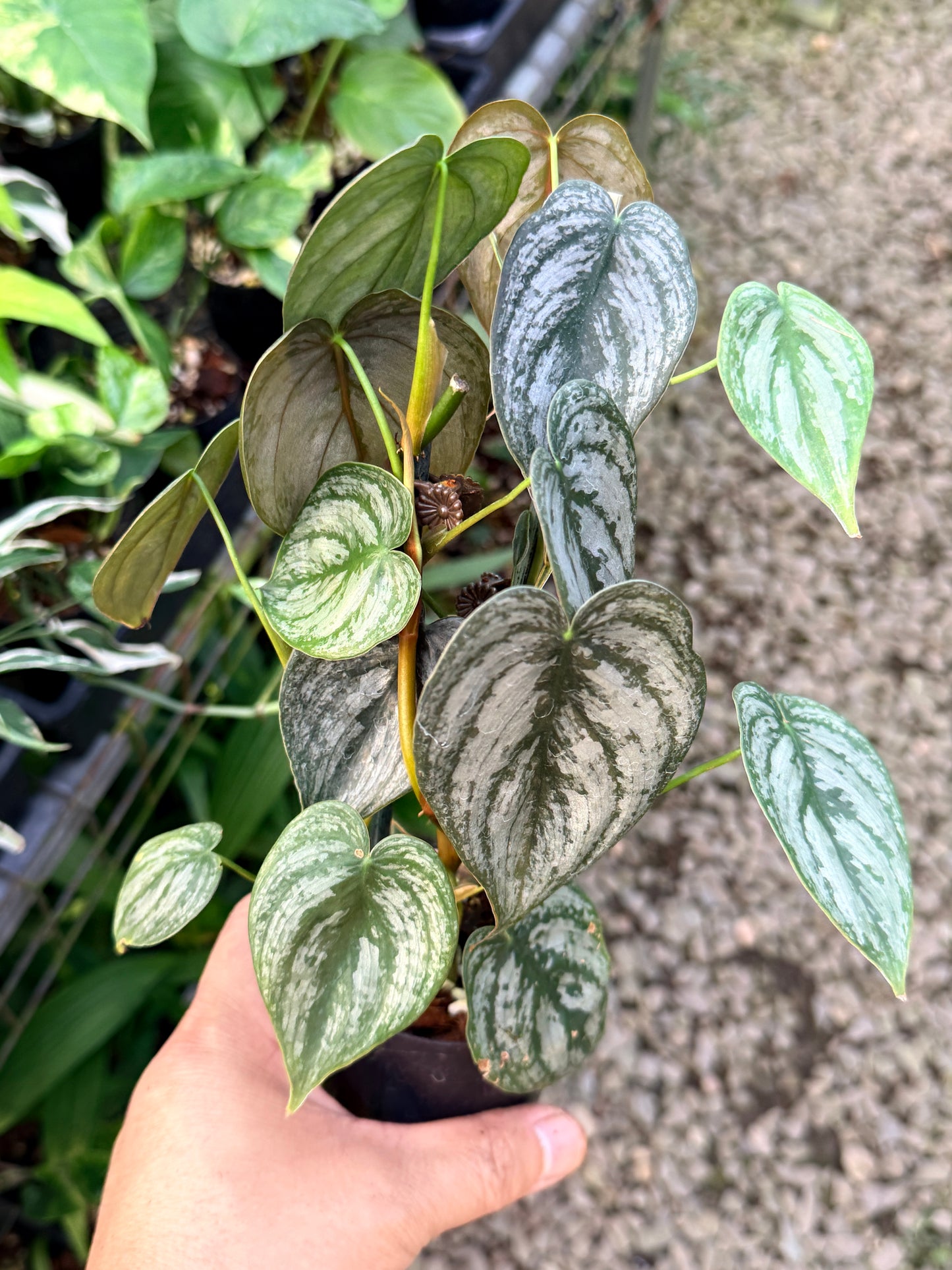 Philodendron Brandtianum M63