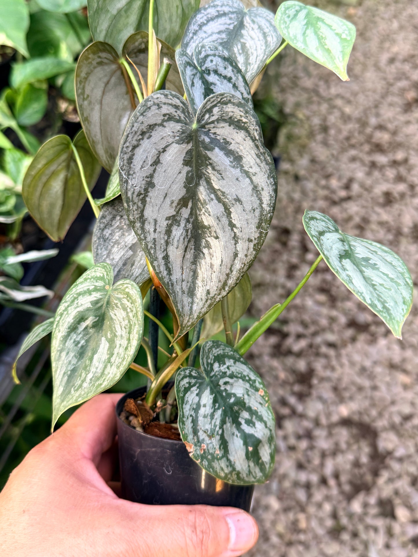 Philodendron Brandtianum M63