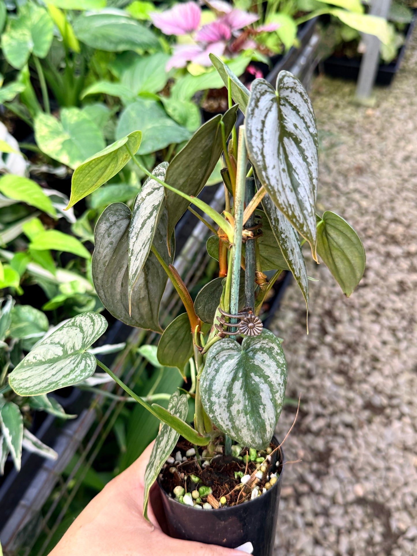 Philodendron Brandtianum M63