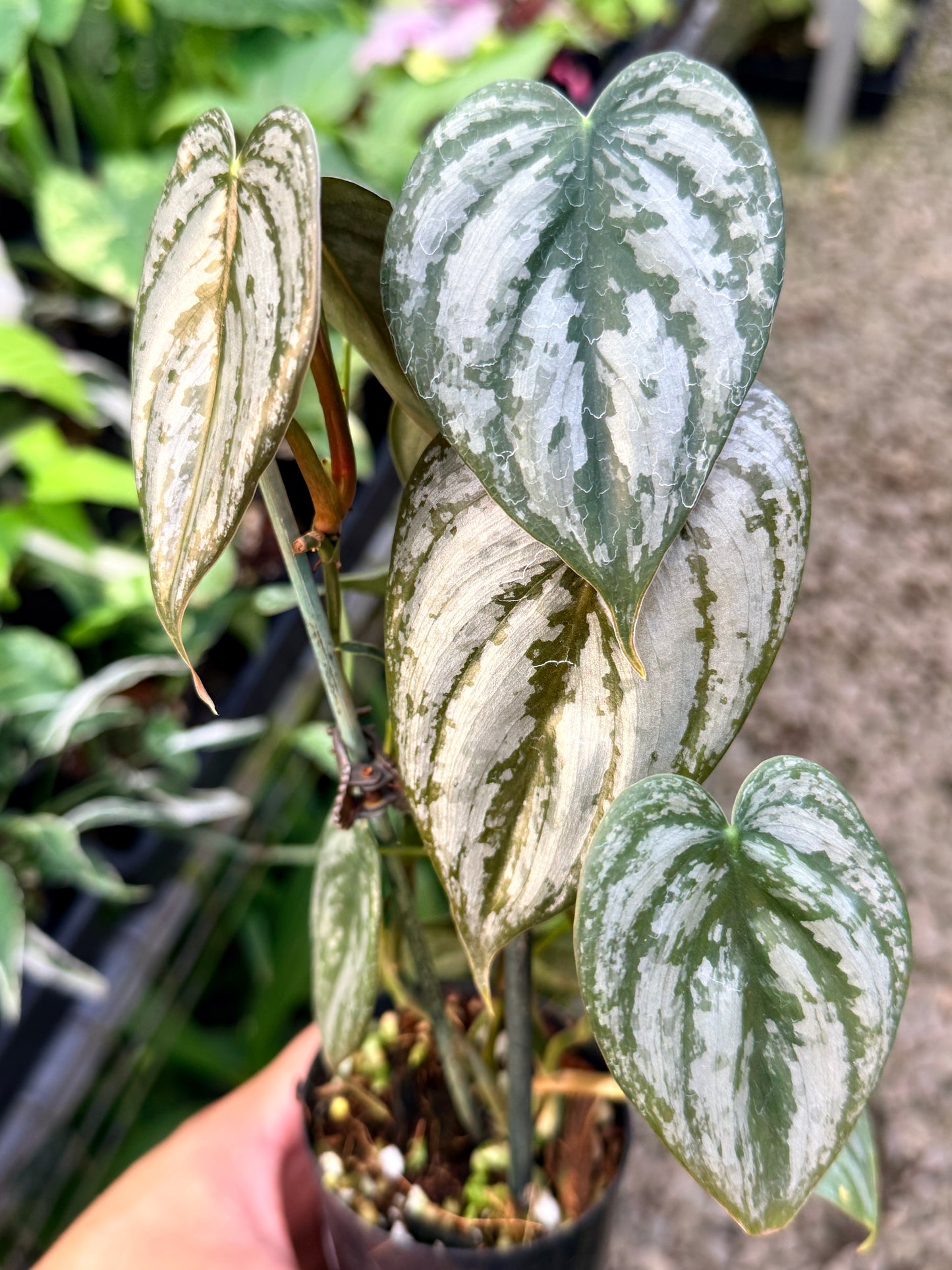 Philodendron Brandtianum M63