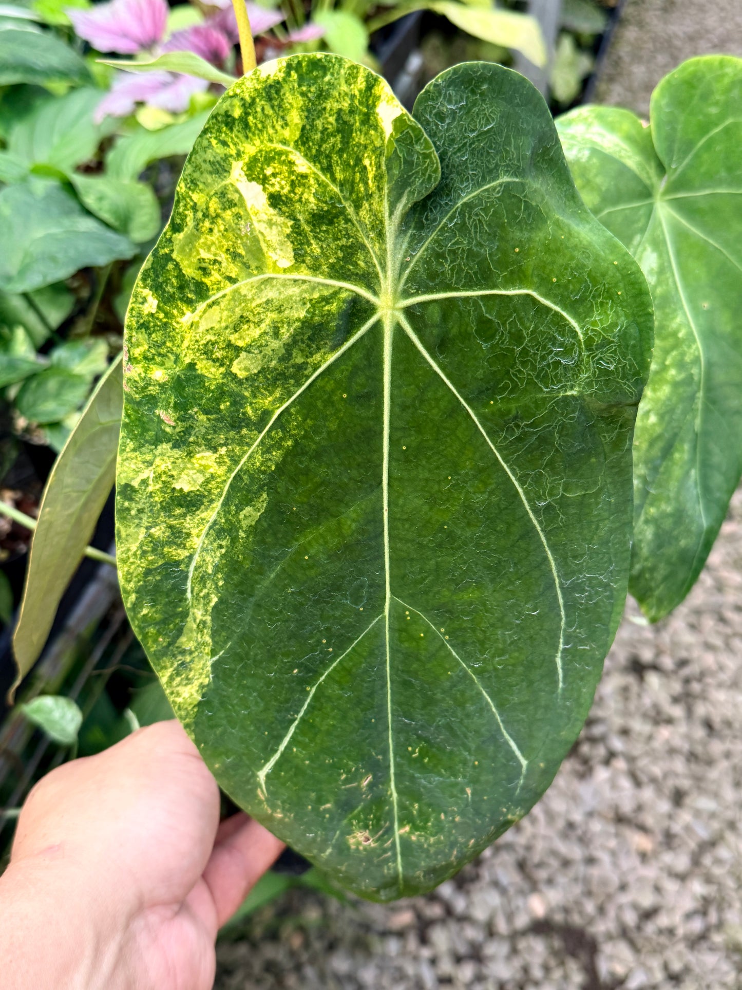 Anthurium Forgetii Variegata Hybrid - Large G22
