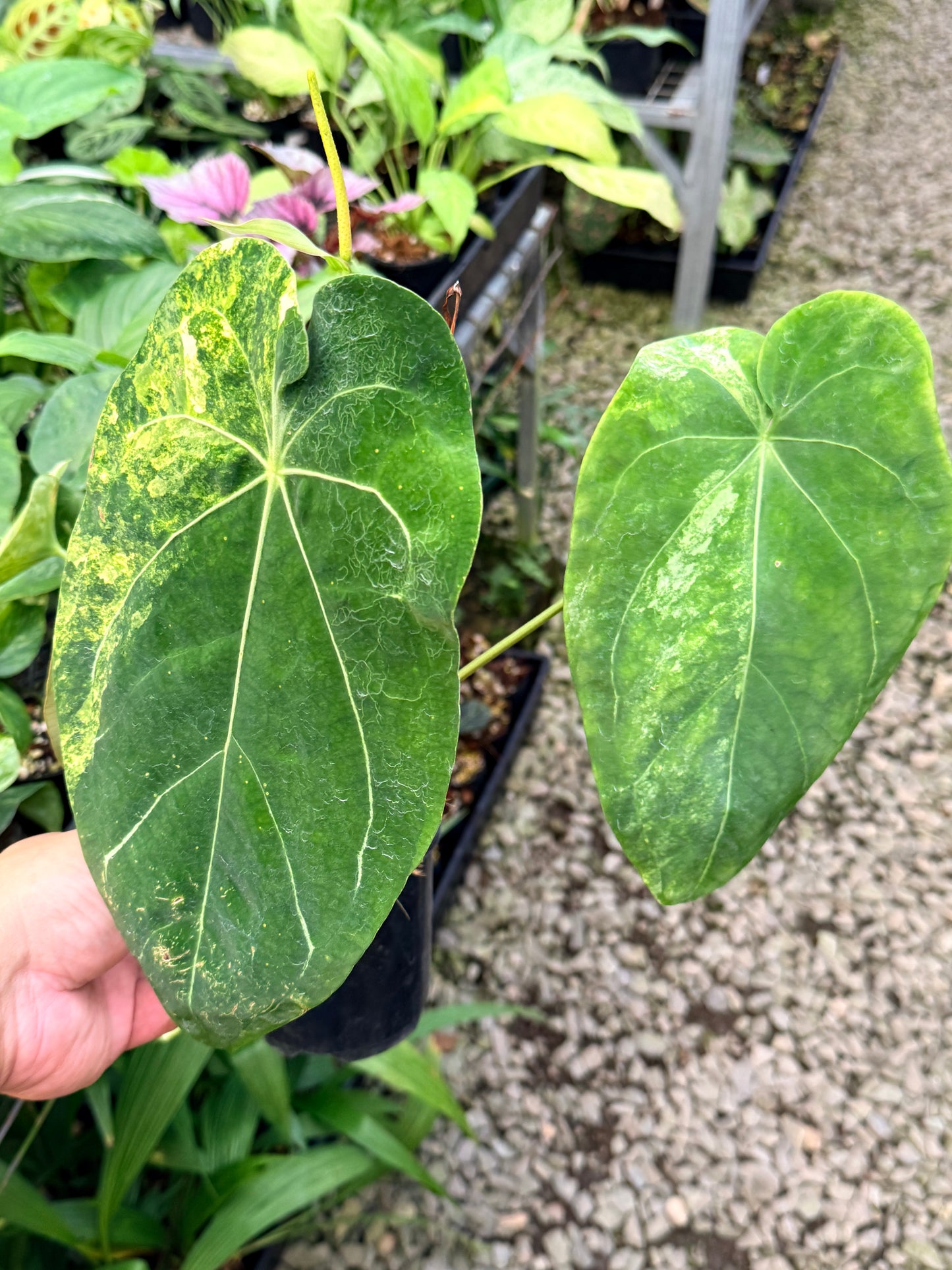 Anthurium Forgetii Variegata Hybrid - Large G22