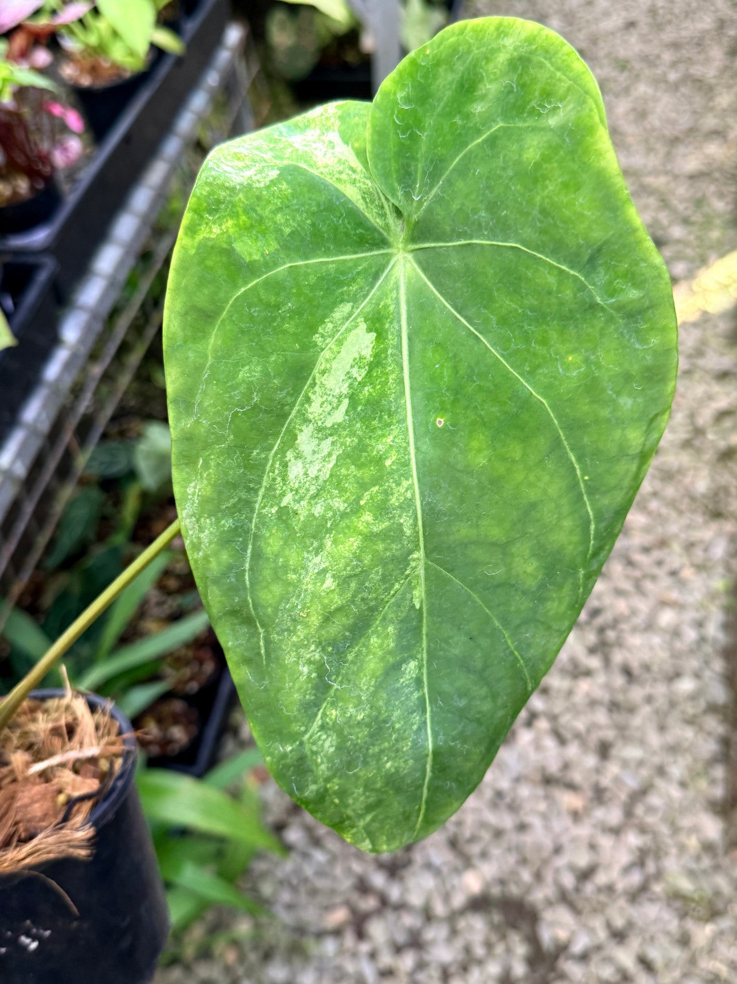 Anthurium Forgetii Variegata Hybrid - Large G22